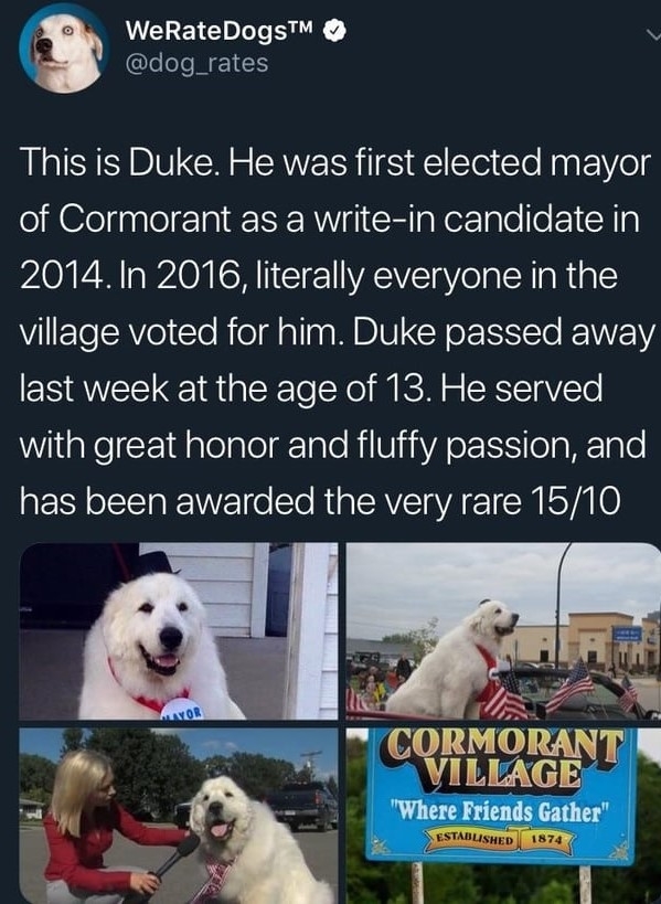 A dog as mayor
