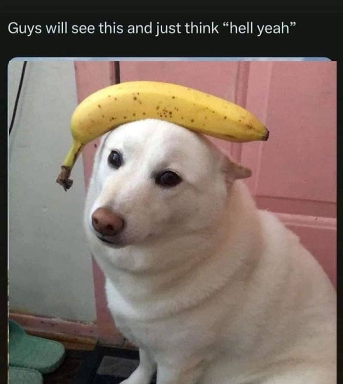 a dog with a banana on its head