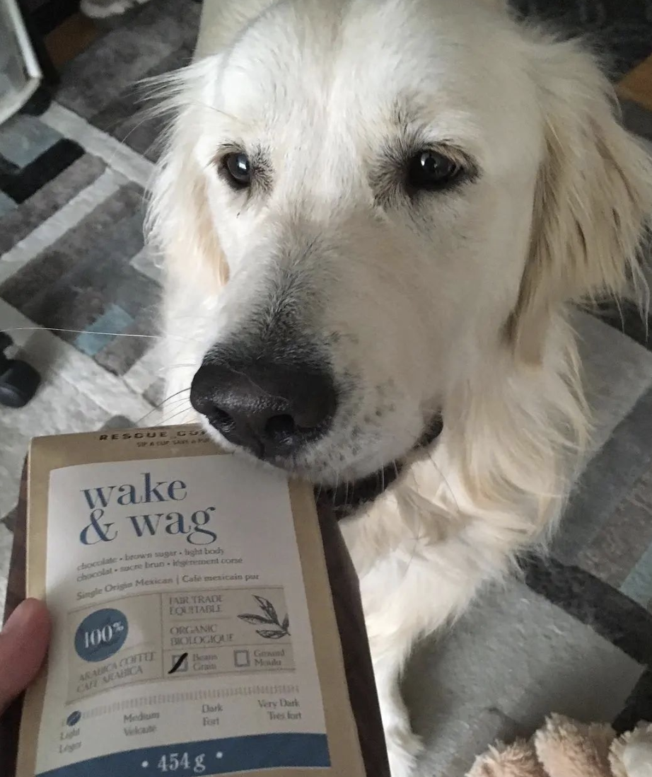 A bag of coffee is presented to a Golden Retriever who bites it lightly.