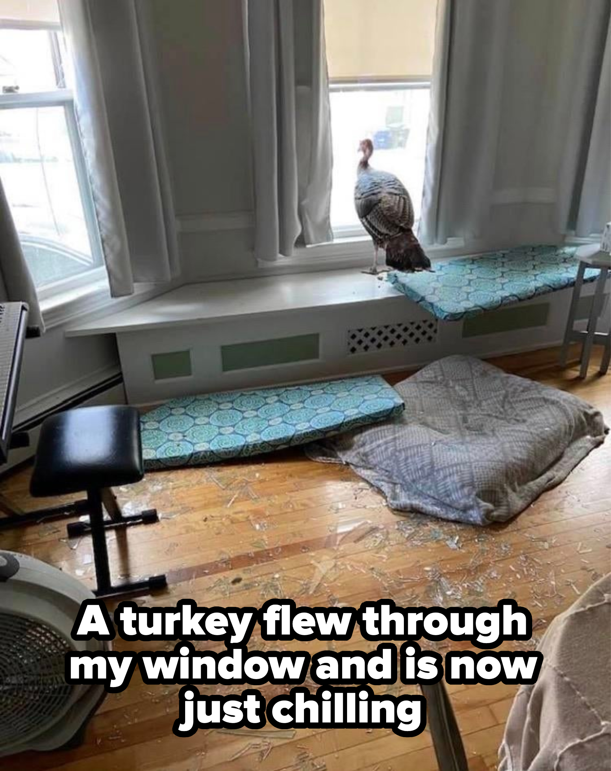 a turkey in someone&#x27;s house