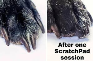 dog's nails before and after using a scratchpad to trim them