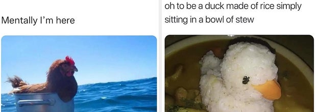 50 Hilarious Cat Memes From This Instagram Account Anyone Obsessed