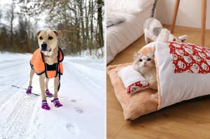 a dog outside in the snow wearing purple dog boots / a cat in a japanese style futon bed