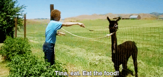 tina, eat. eat the food
