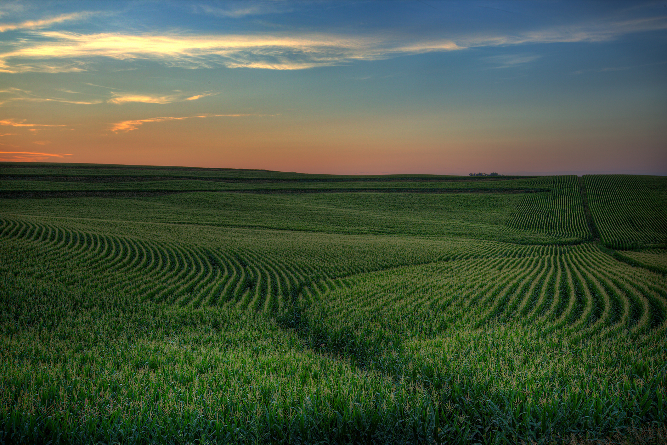 Fields of crop against a dusk backdrop in Iowa