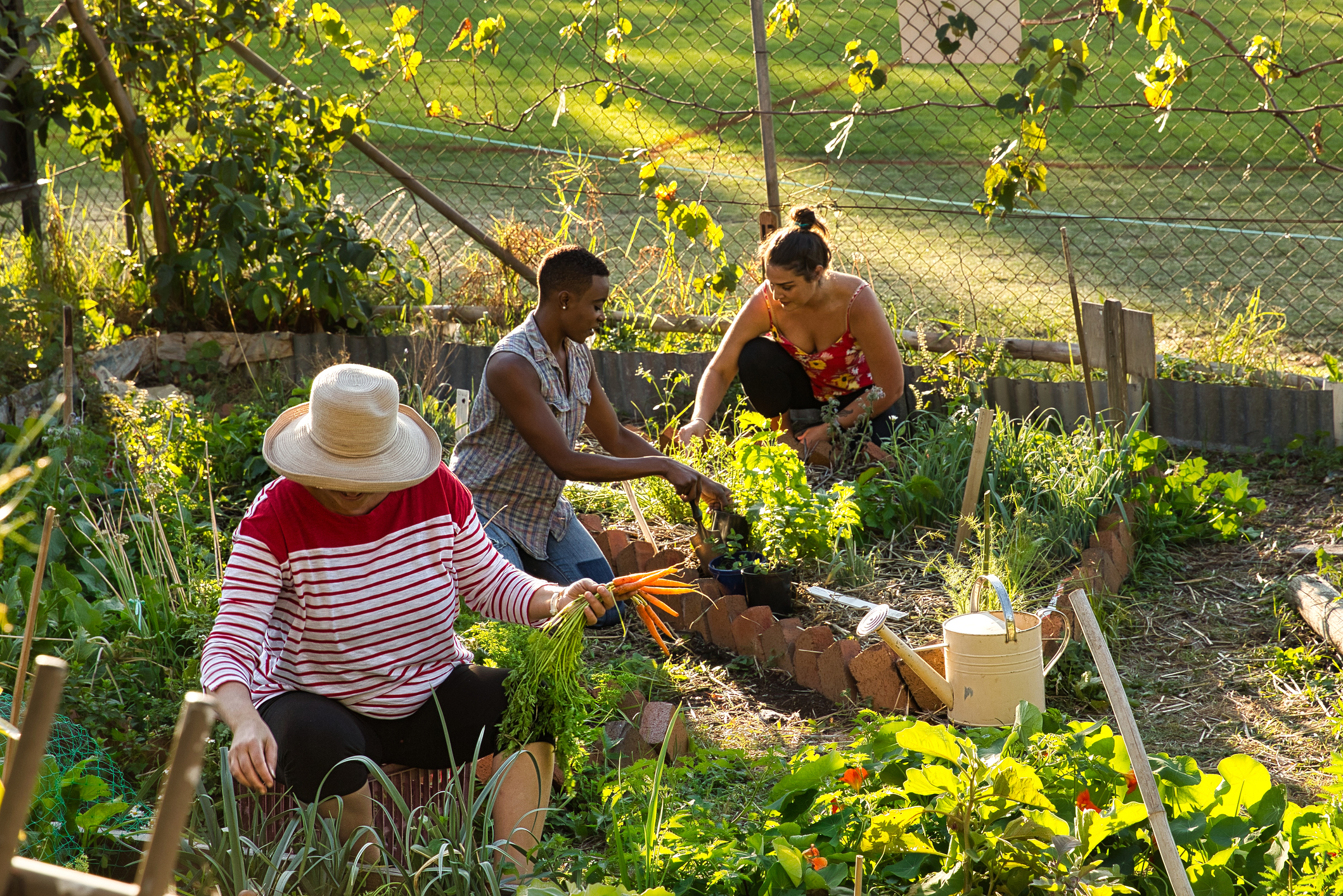 Group of three woman on mixed heritage preparing, weeding and collecting from vegetable beds in a community garden