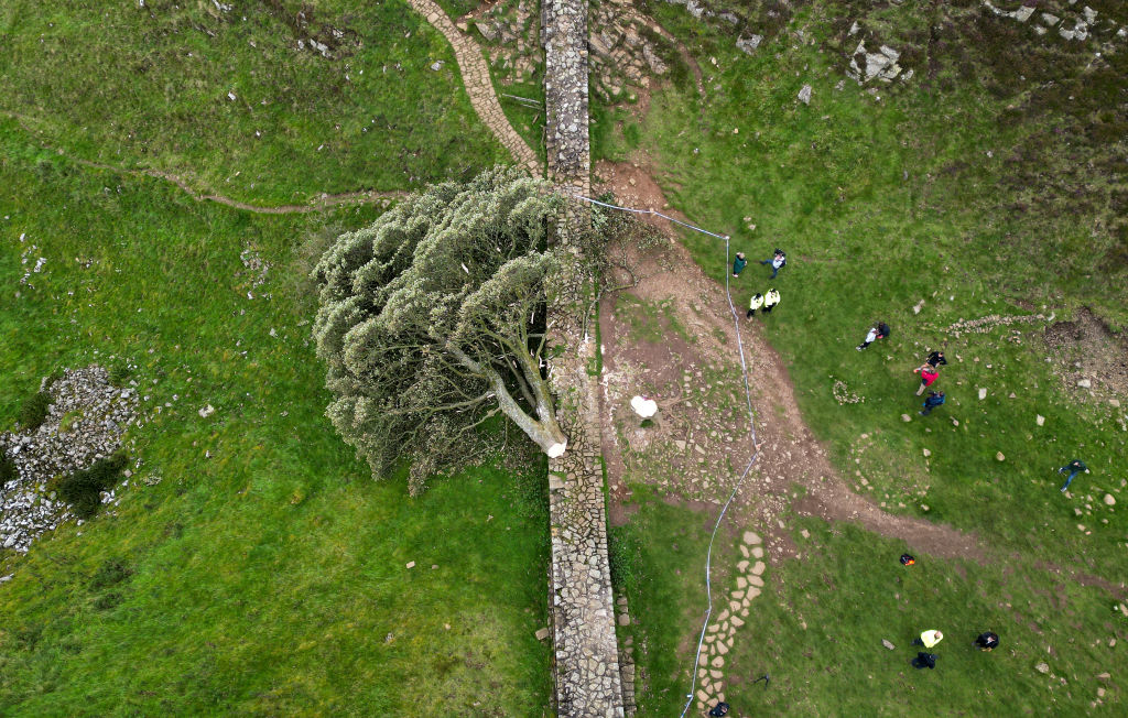 a cut-down tree