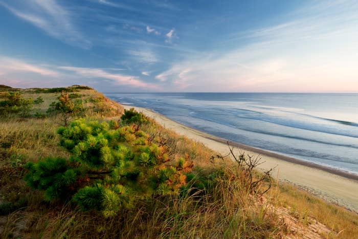 Dune&#x27;s edge, pitch pine, Marconi beach, wellfleet, Cape Cod national seashore