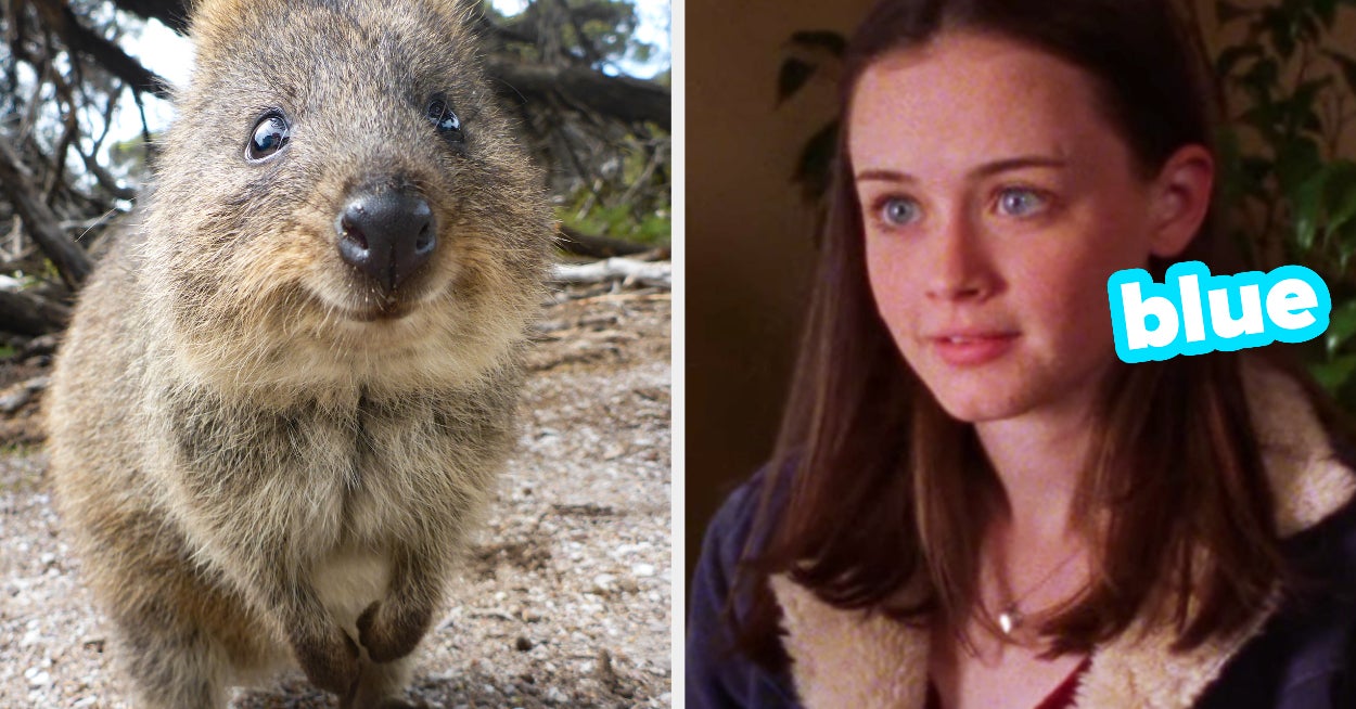 Pick Animals Guess Eye Color Quiz
