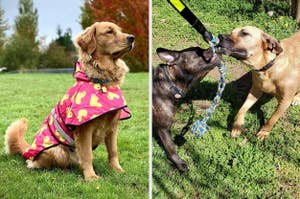 L: a reviewer photo of a golden retriever wearing a pink raincoat with a duck print, R: a reviewer photo of two dogs tugging on a rope toy strung to a tree