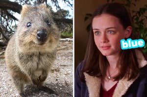 On the left, a smiling quokka, and on the right, Rory from Gilmore Girls with blue typed next to her face
