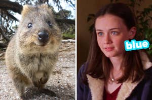 On the left, a smiling quokka, and on the right, Rory from Gilmore Girls with blue typed next to her face