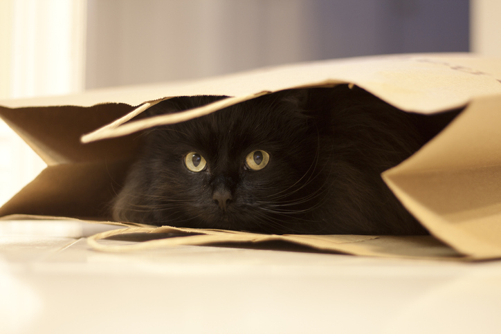closeup of a cat in a bag