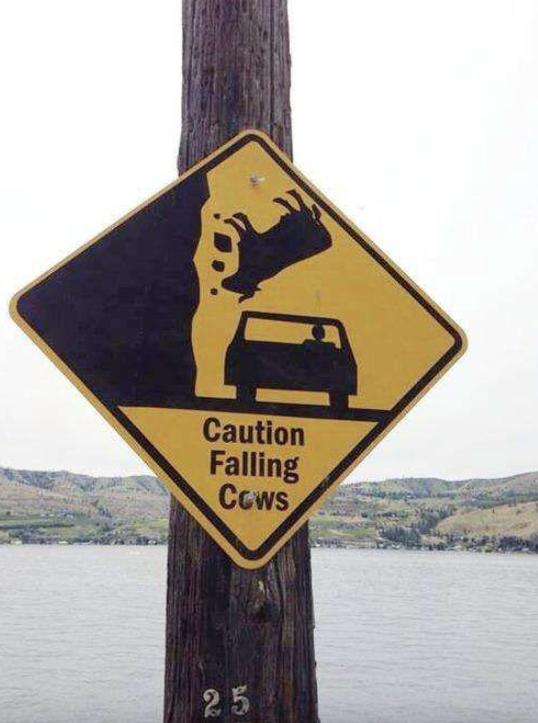 &quot;Caution Falling Cows&quot;