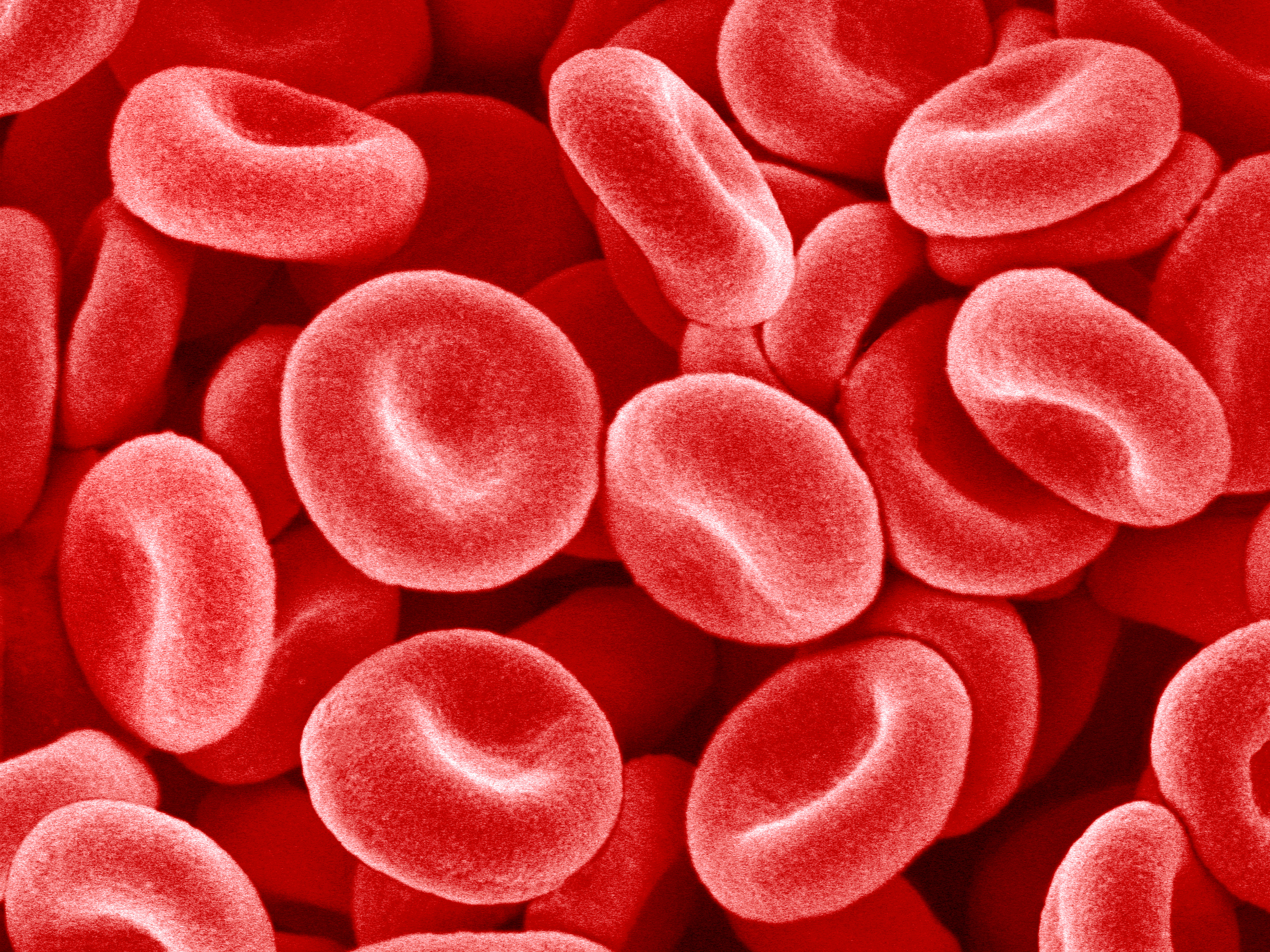 red blood cells