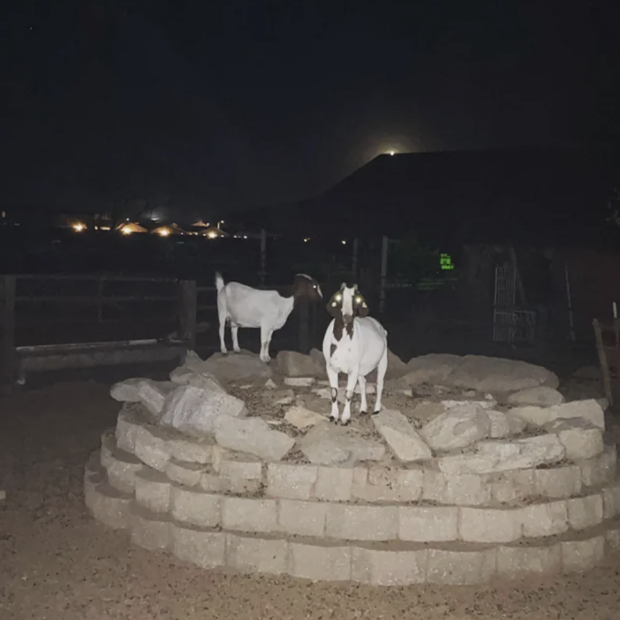Goats at nighttime