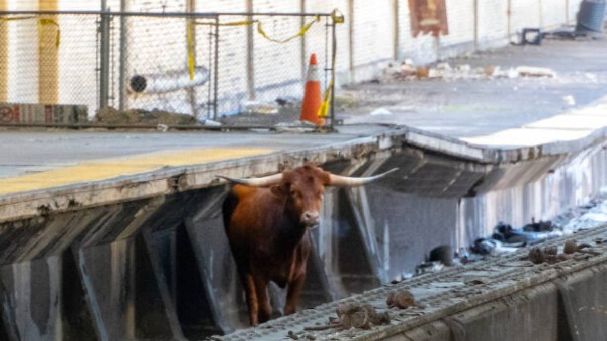 It wasn't immediately clear why the bull, later captured, insisted on moseying along the tracks.