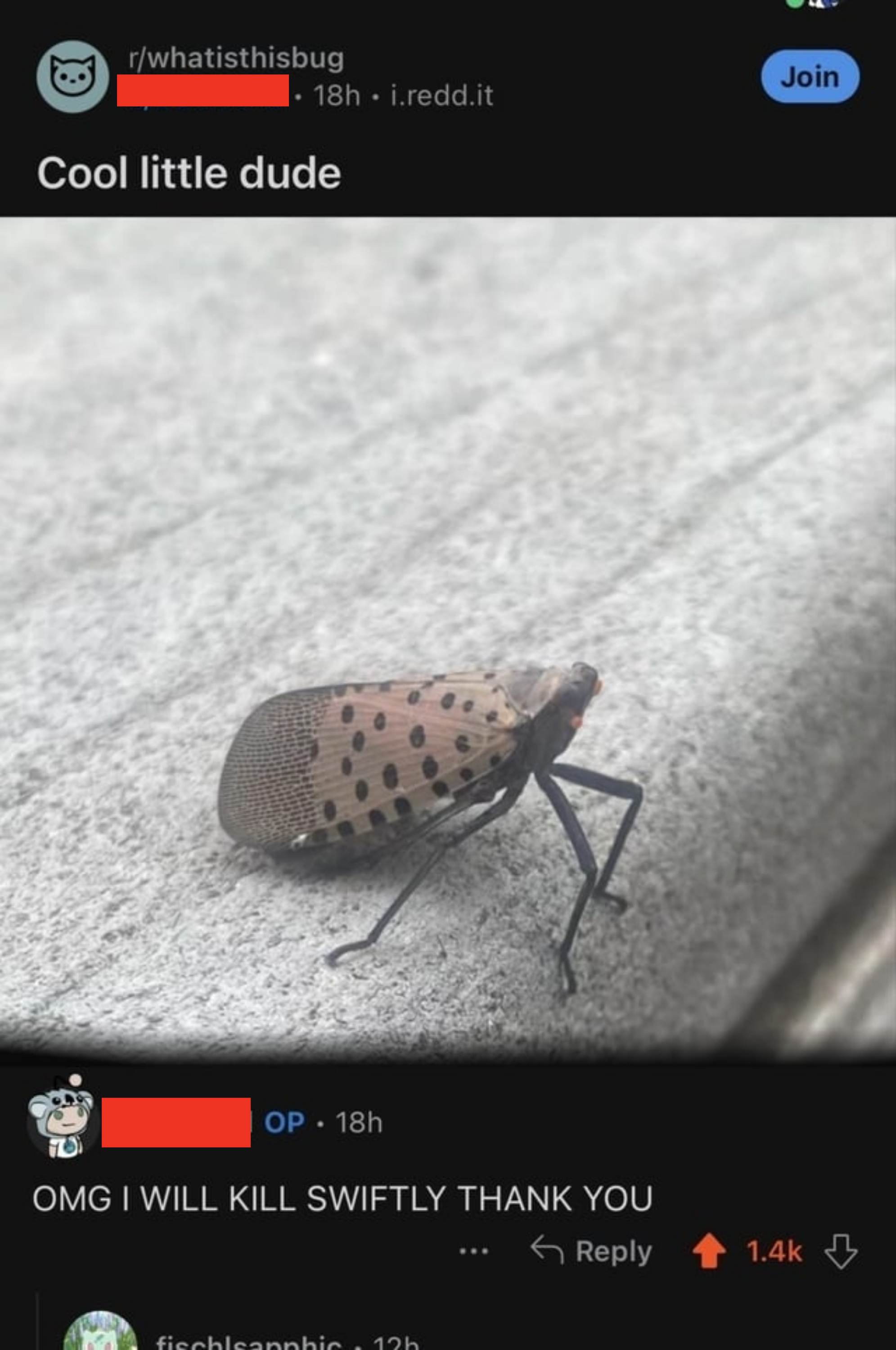 closeup of a large winged bug