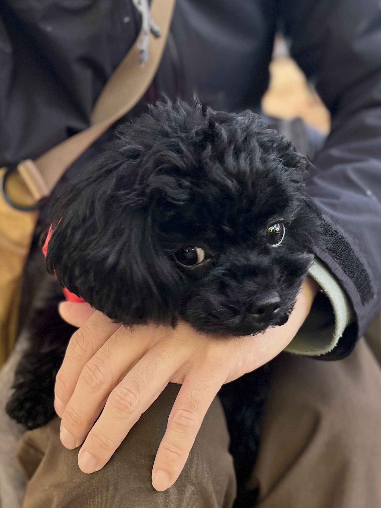 「ある賞をいただくことになり…」動物学者がアンケートを実施→まさかの“選択肢”が「答えは出てた」「確信犯」と話題。18万票集まる事態に！