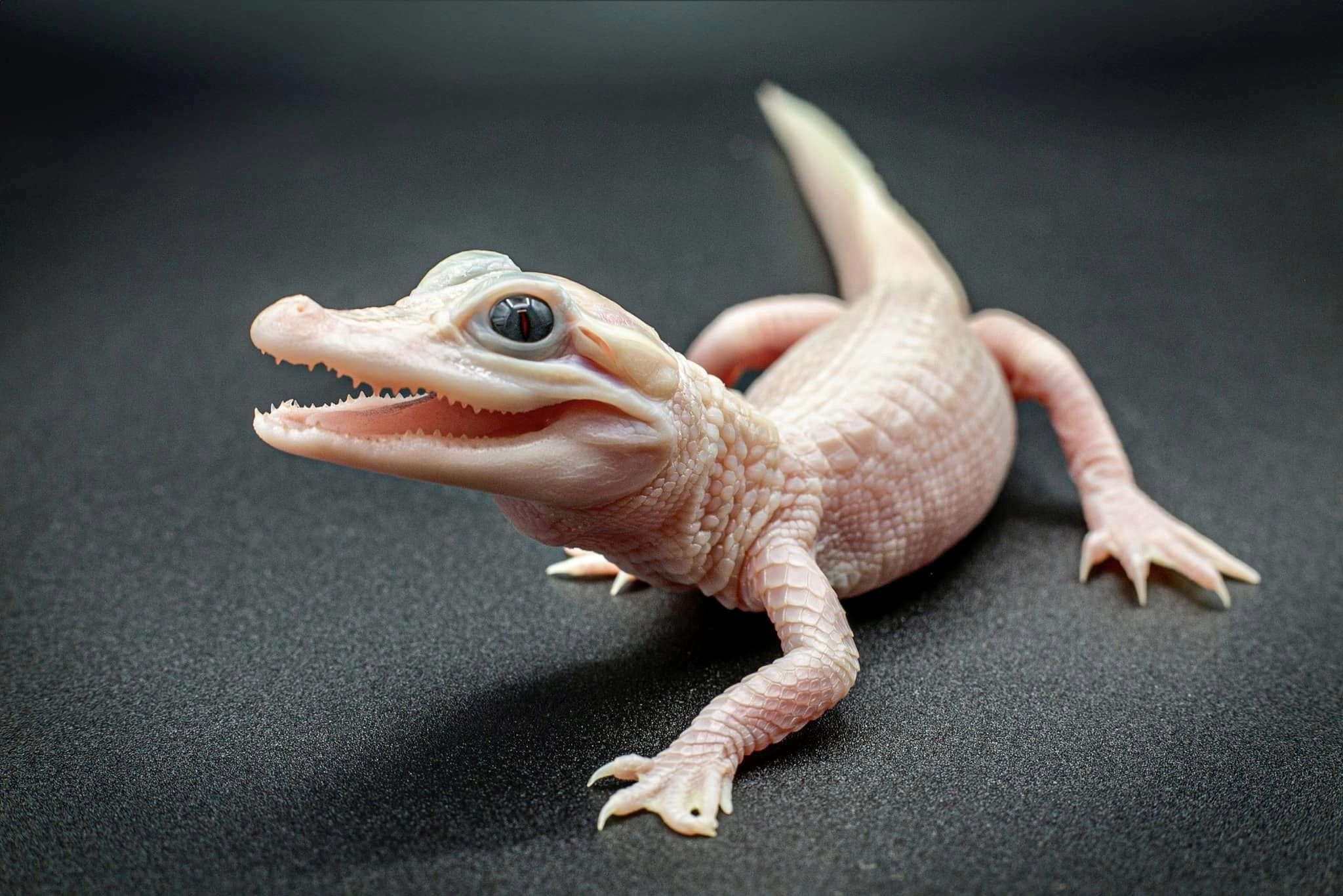 画像集・動画で見る】世にも珍しい「白いワニ」の赤ちゃん