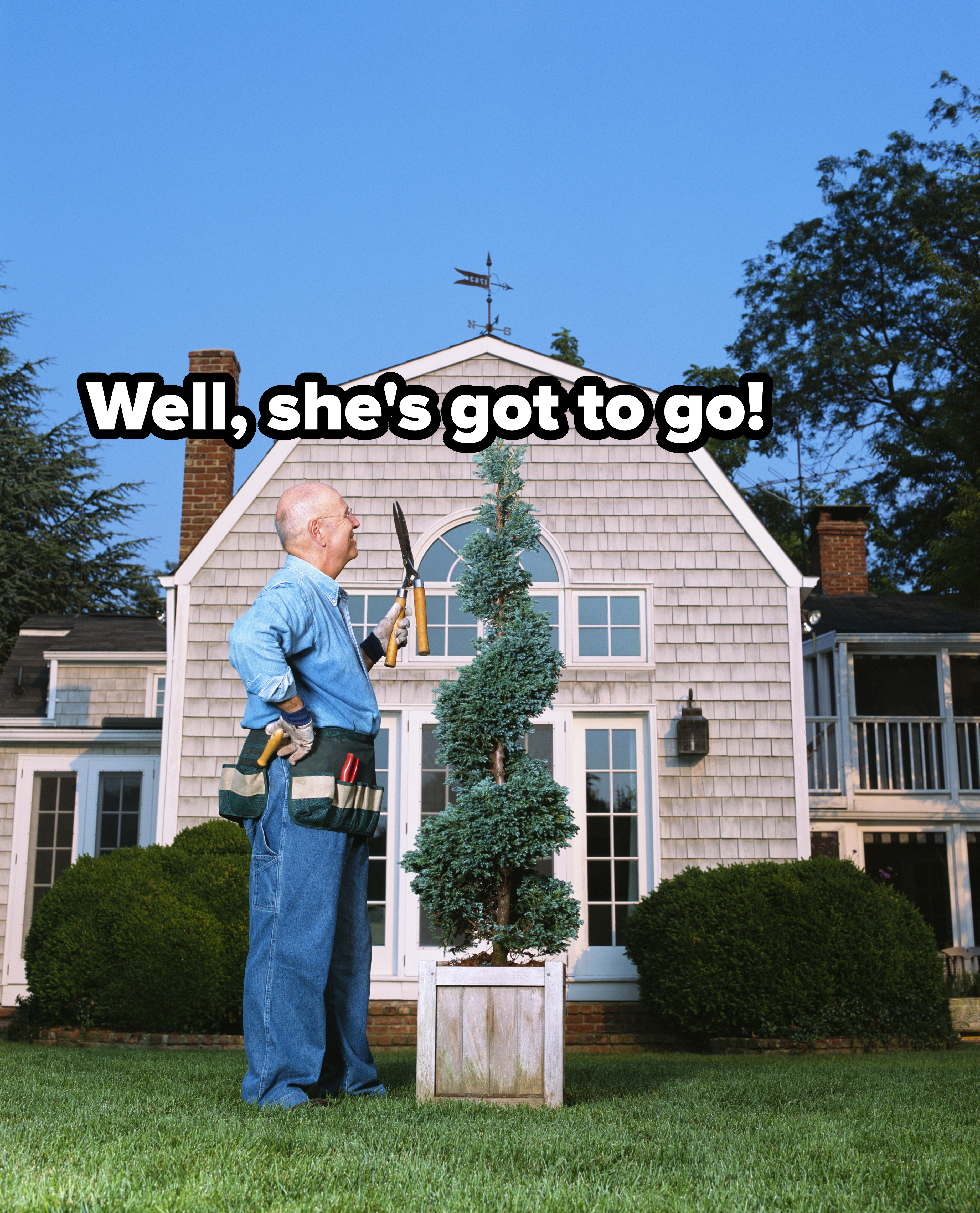 An older man standing in a front lawn and saying &quot;Well, she&#x27;s got to go!&quot; to a small pruned tree