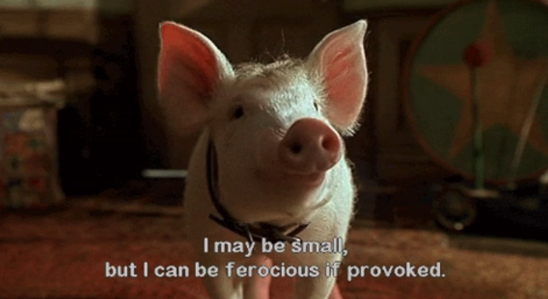 A pig with the text, i may be small but i can be ferocious if provoked