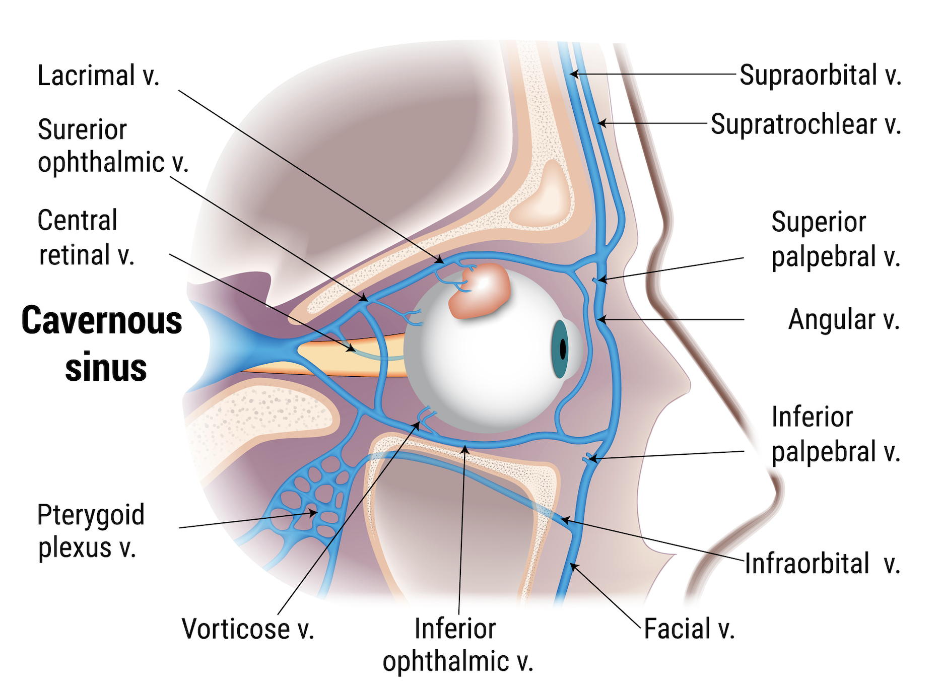 Cavernous sinus layout