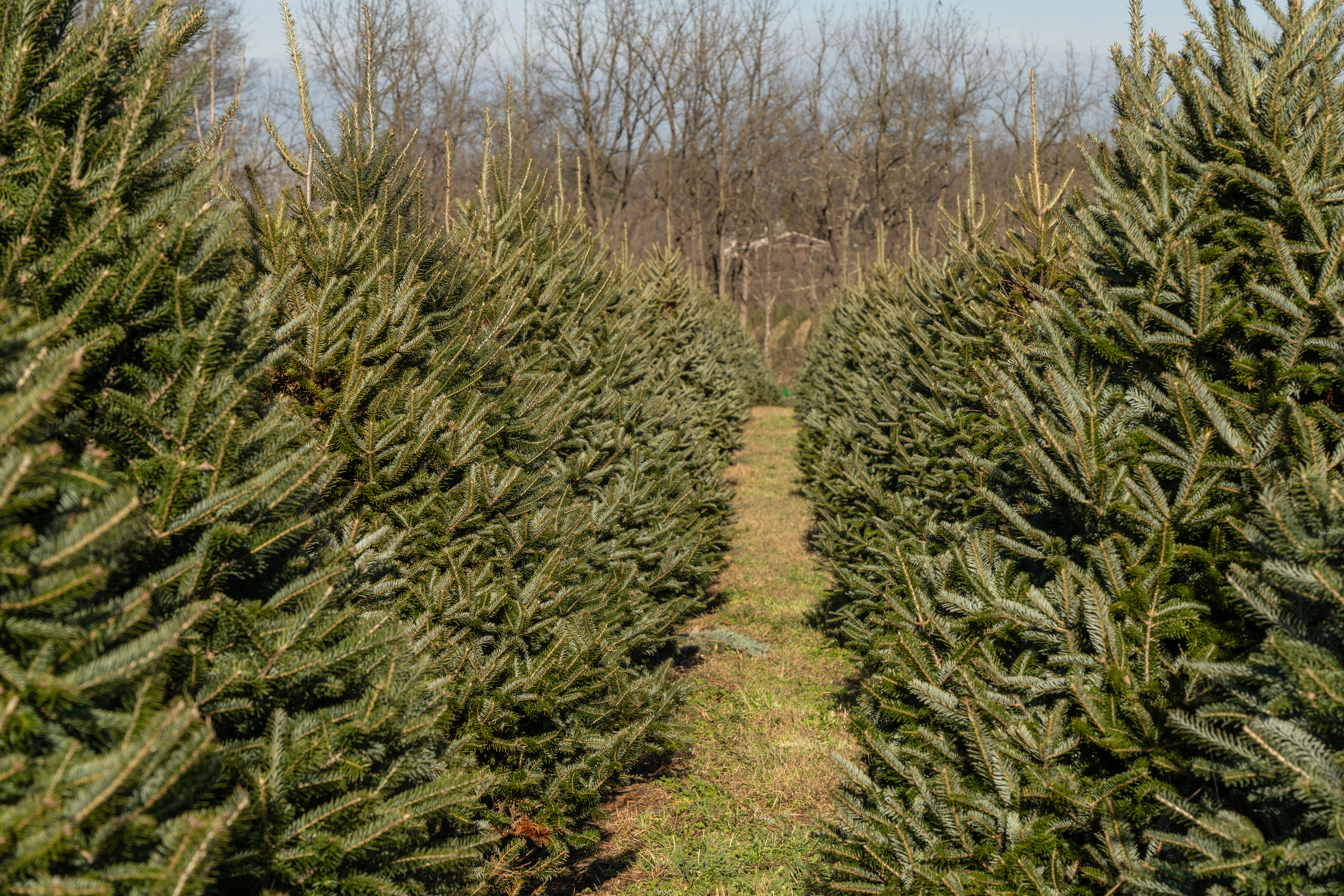 A Christmas tree farm