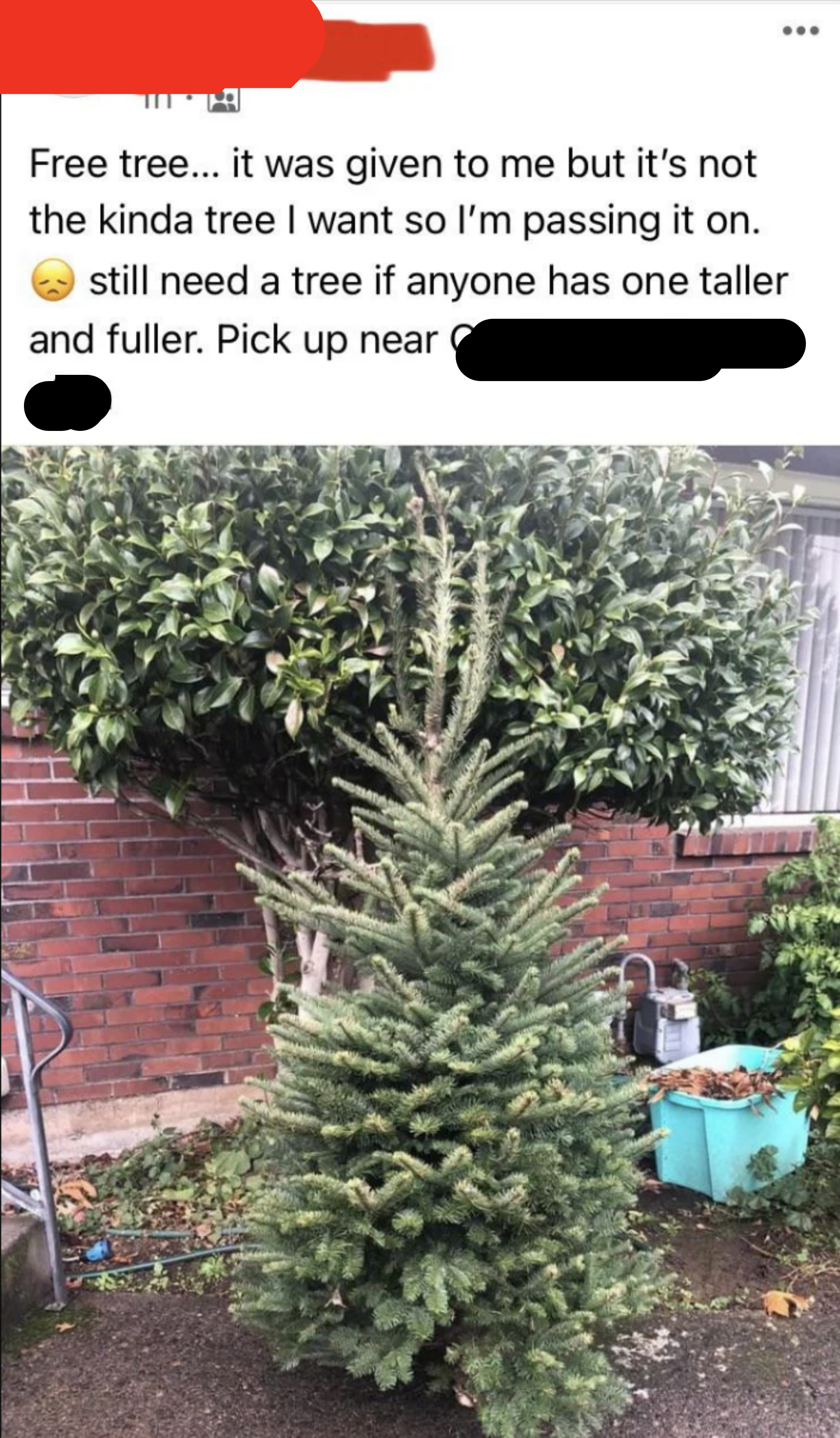 Same person posts photo of a lovely real tree w/the message that it was given to them but it&#x27;s not the kind of tree they want, so they&#x27;re passing it along and are still looking for a free one that&#x27;s taller and fuller