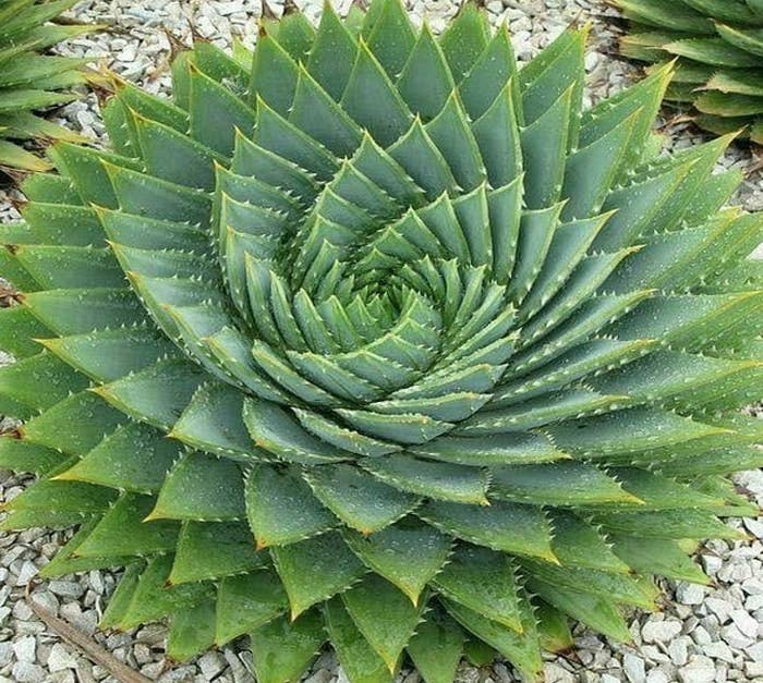Closeup of a spiral-like plant