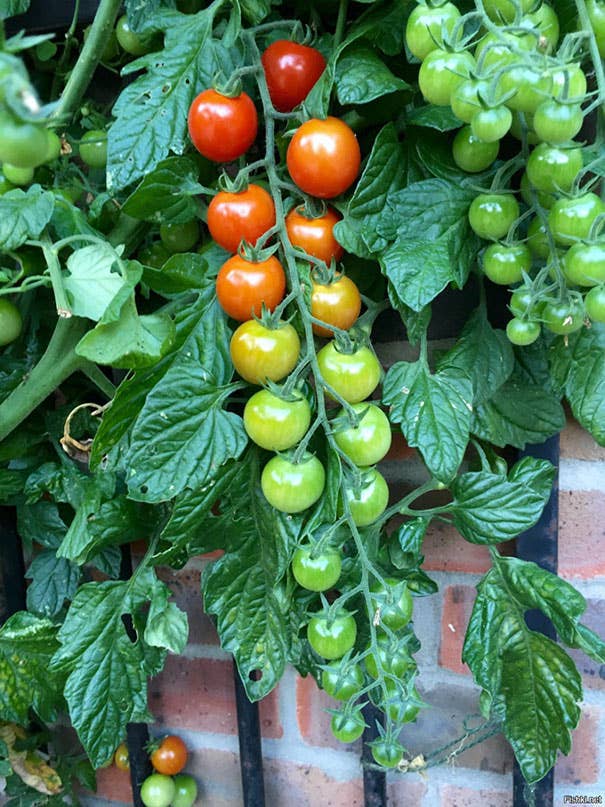 Closeup of tomatoes on a plant