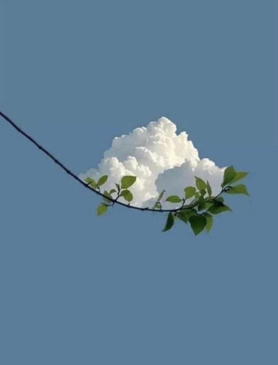 a tree branch in front of a cloud