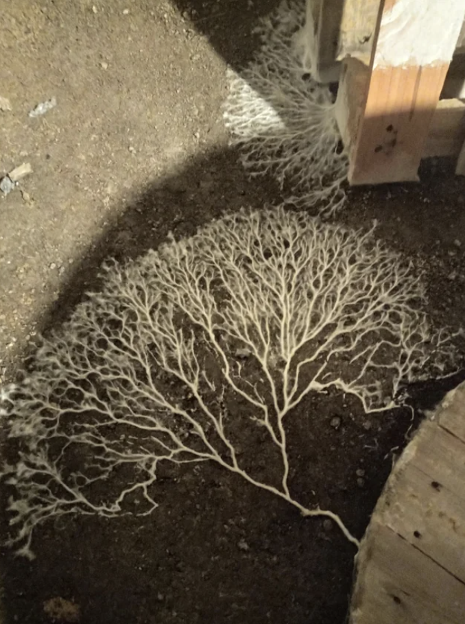 What looks like an intricate fungus network, like bare branches of a tree