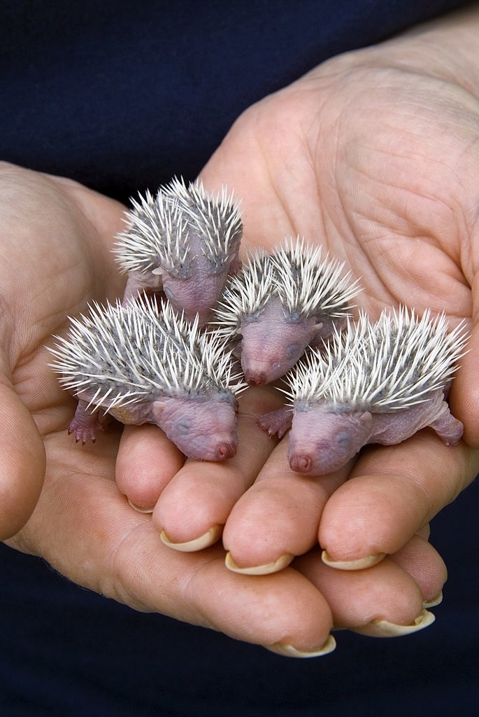 Four tiny hedgehogs in a person&#x27;s hand; they&#x27;re hairless except for the quills on the tops of their bodies