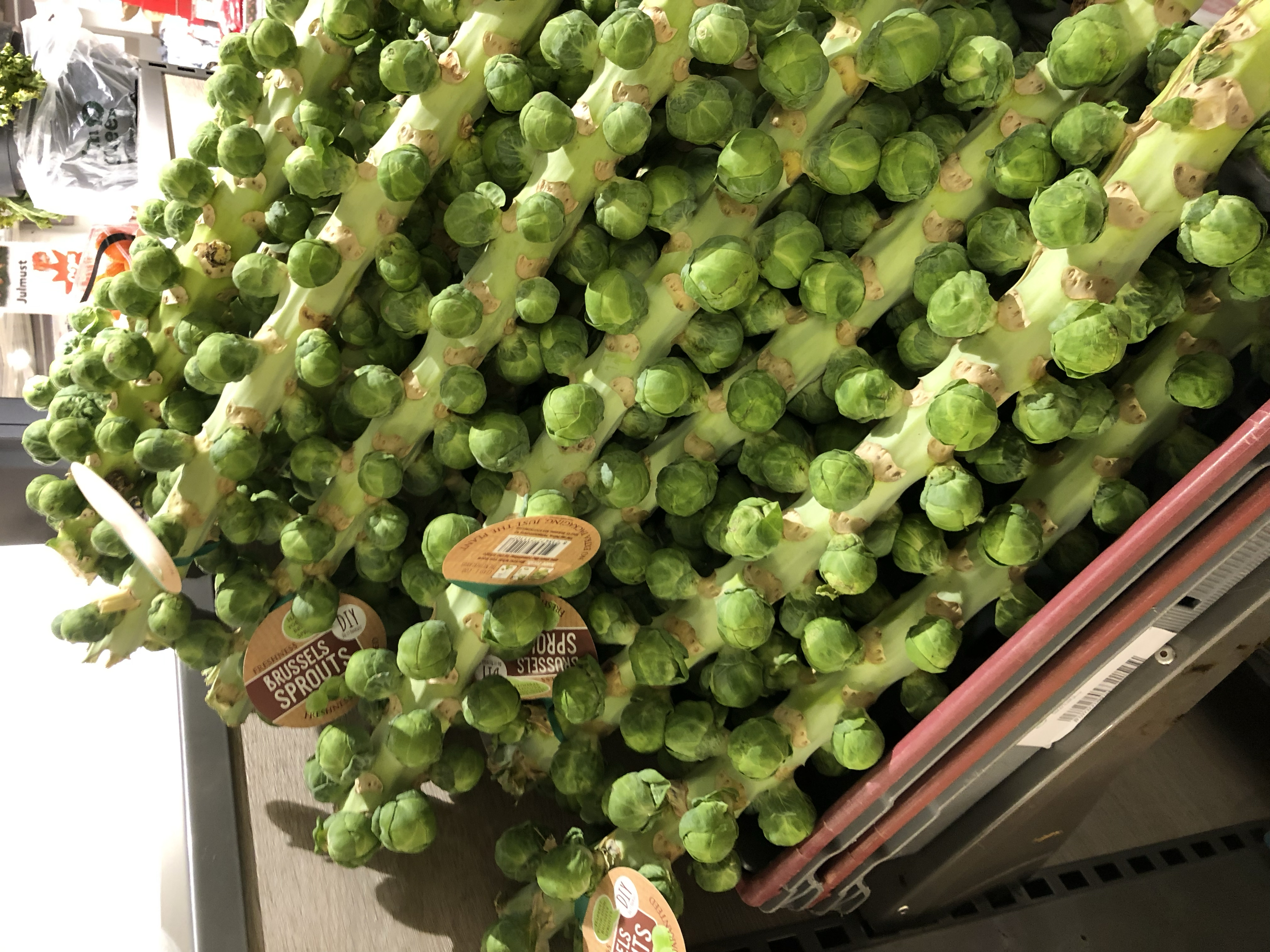 Brussels sprouts growing along long plant stalks