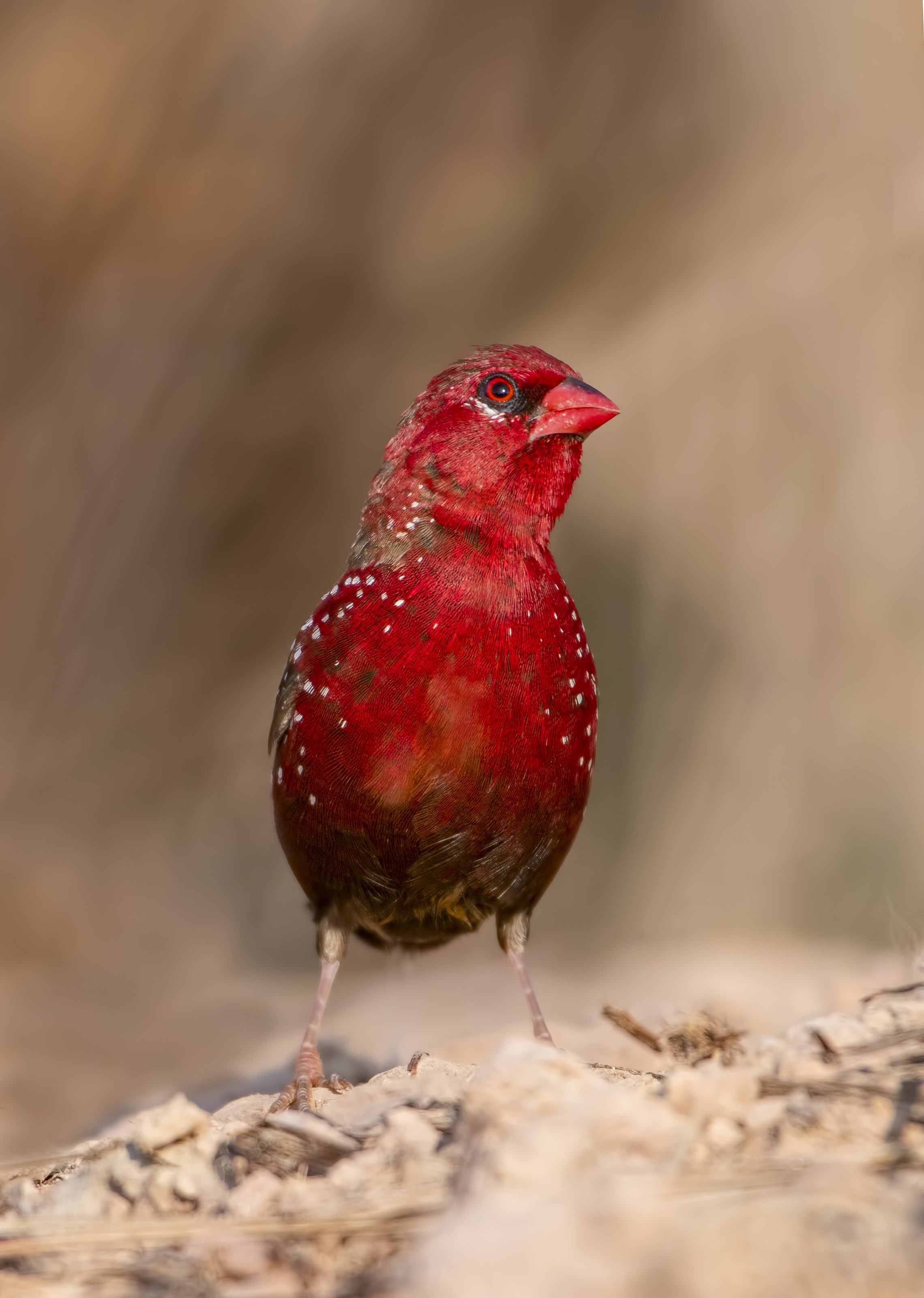 A red bird with white dots