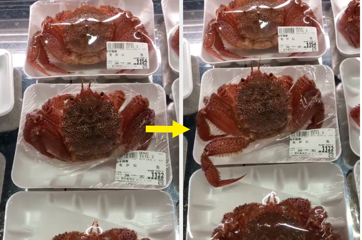Crabs in packaging in a store display , with one having clawed through the plastic