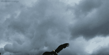Eagle swoops down