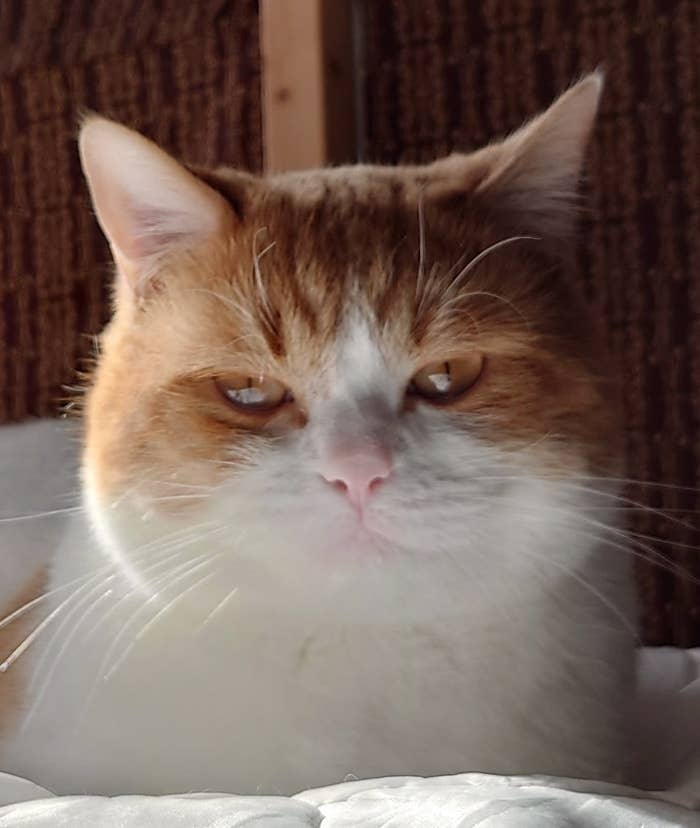 おちゃまるさんのXより 表情がスゴい猫ちゃん