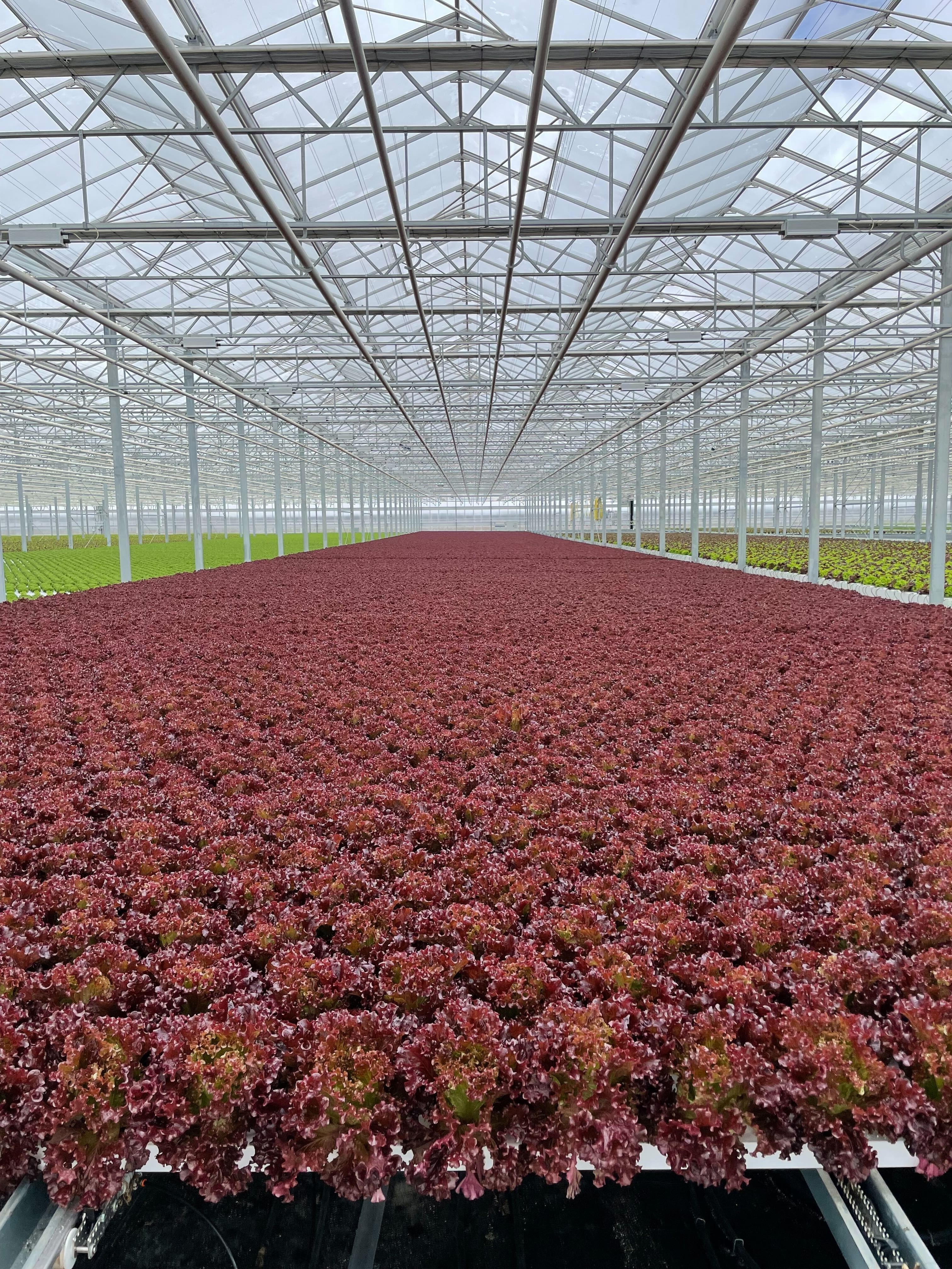 東京ドーム1個分より大きい、5ヘクタールのレタス畑