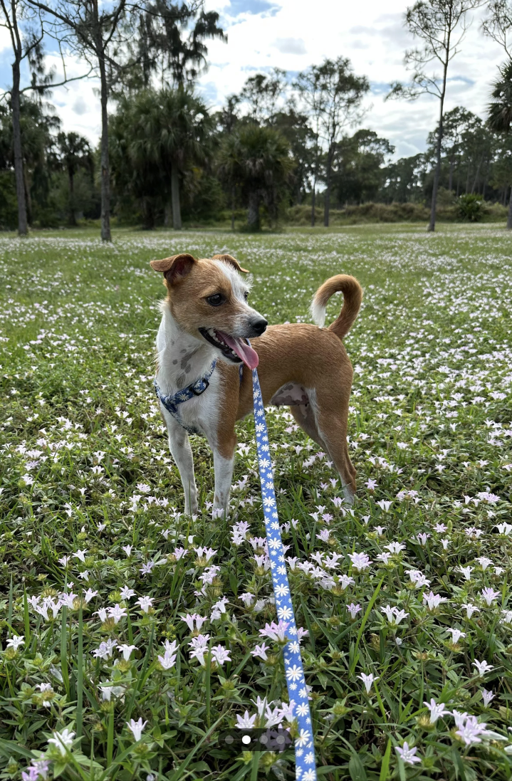 a dog in a field