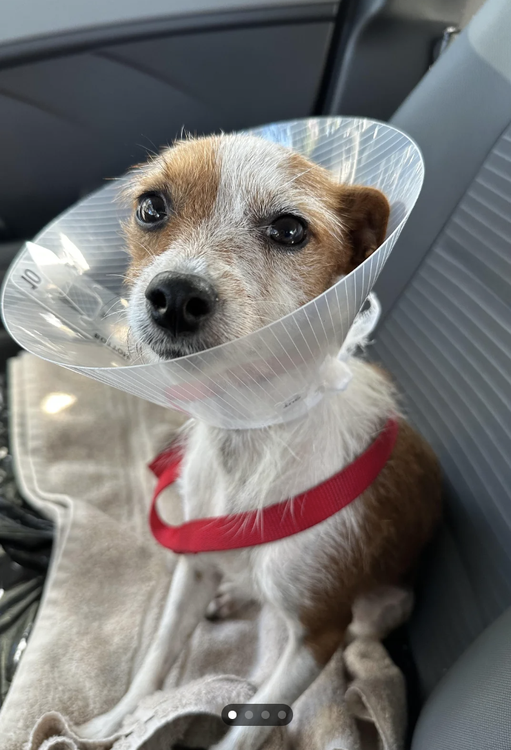 closeup of a dog in a car with a cone