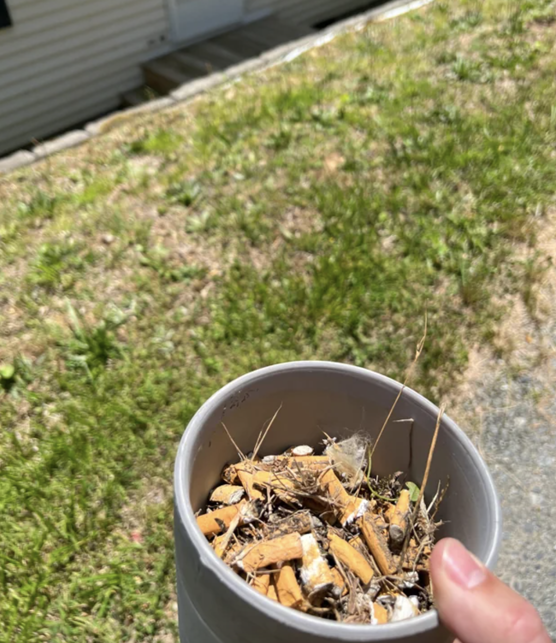 cig butts collected in a cup