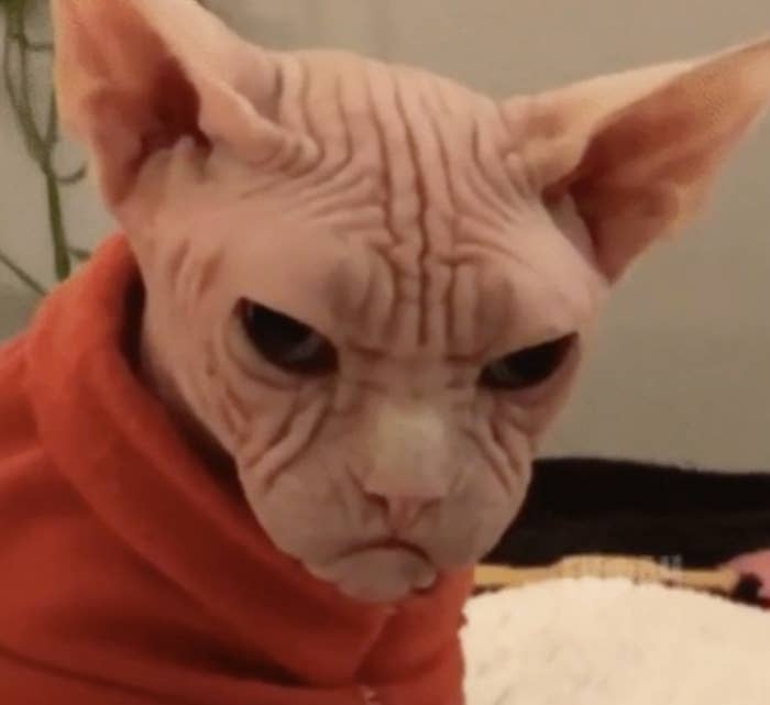 An angry cat