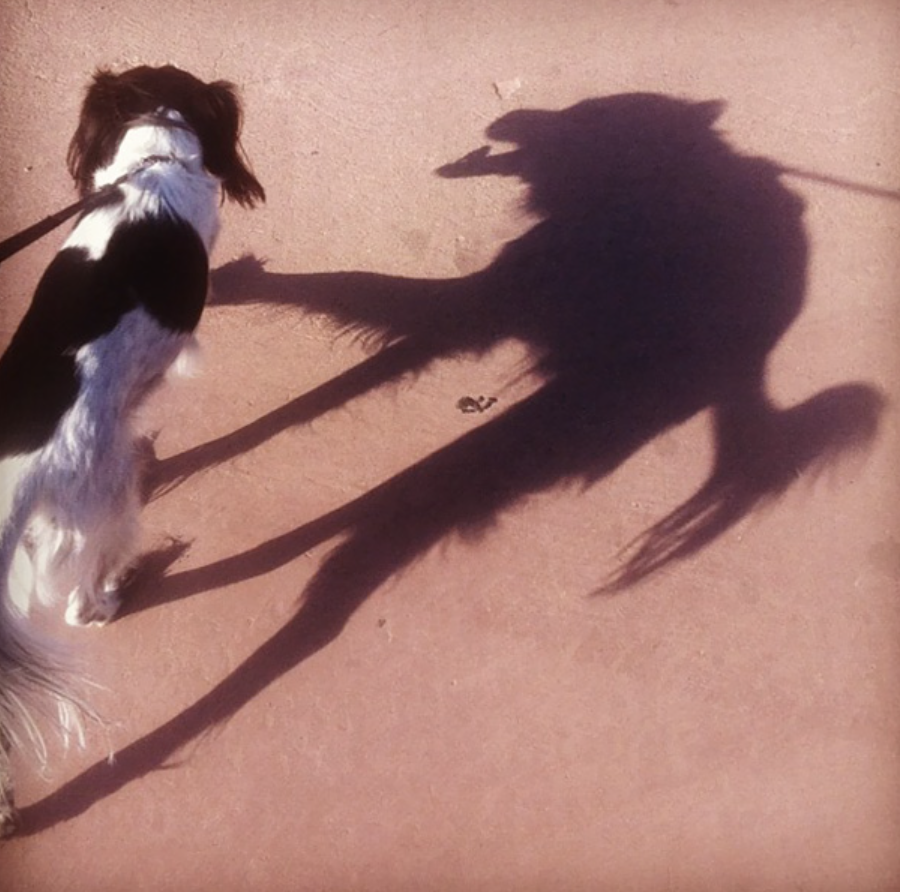 shadow of a dog looks like a creepy skinny wolf