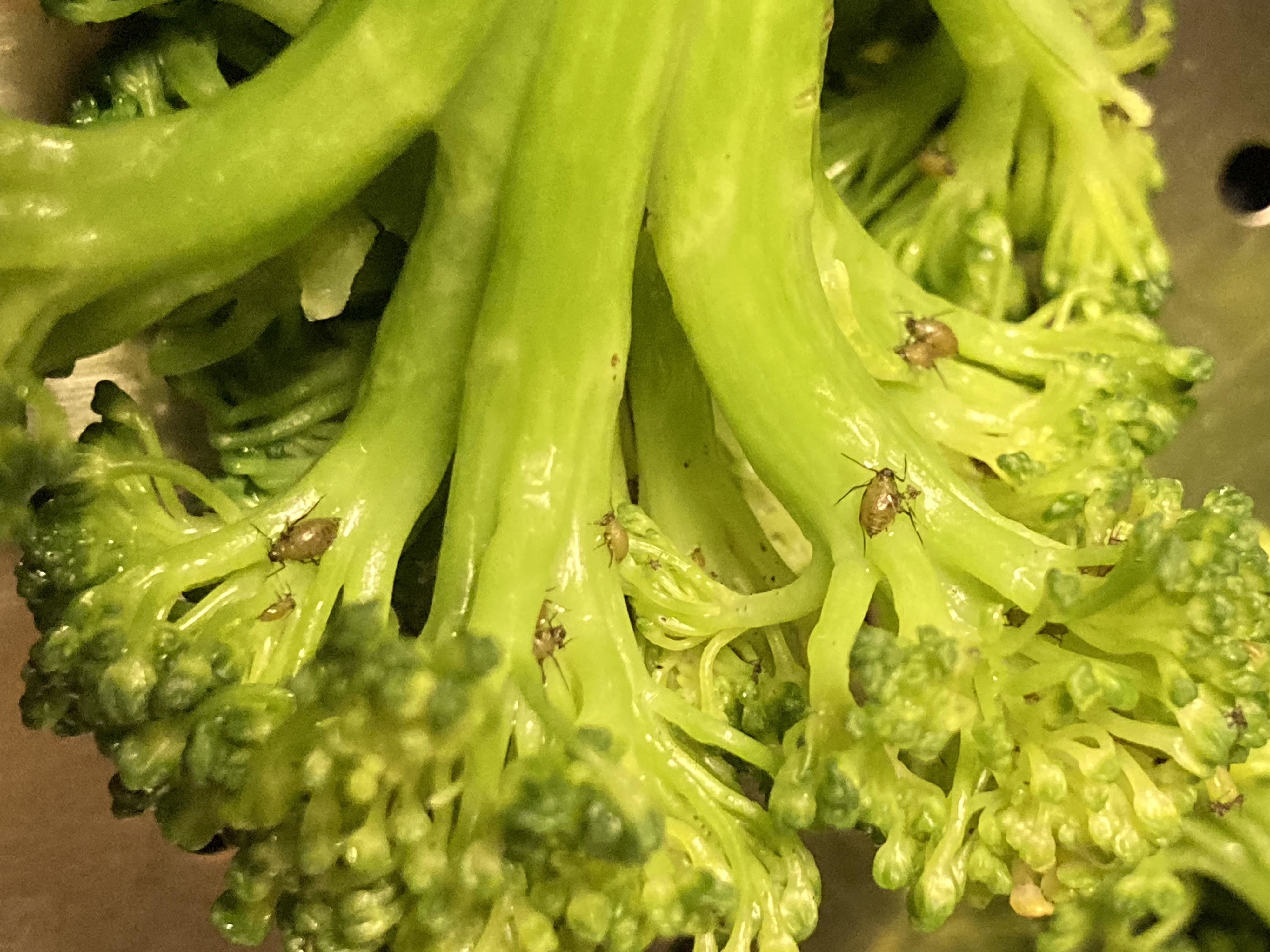 small bugs on a broccoli floret