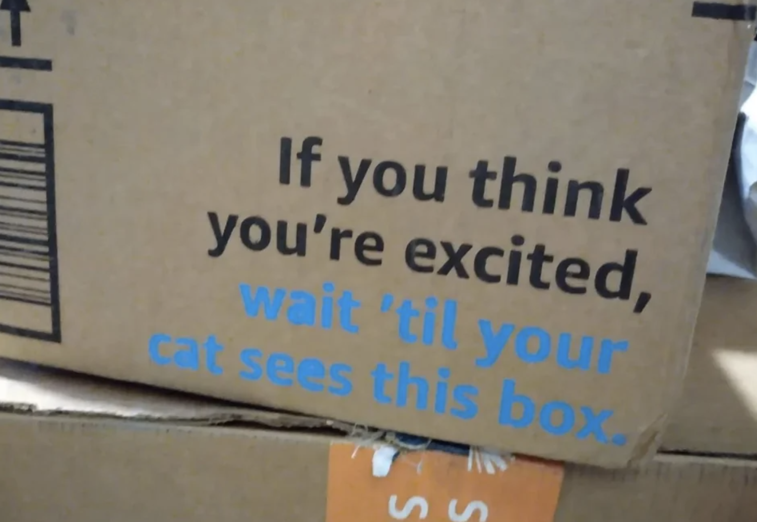 "wait 'til your cat sees this box."