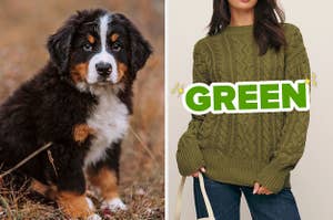 On the left, a Bernes mountain dog puppy, and on the right, someone wearing a cable knit sweater labeled green