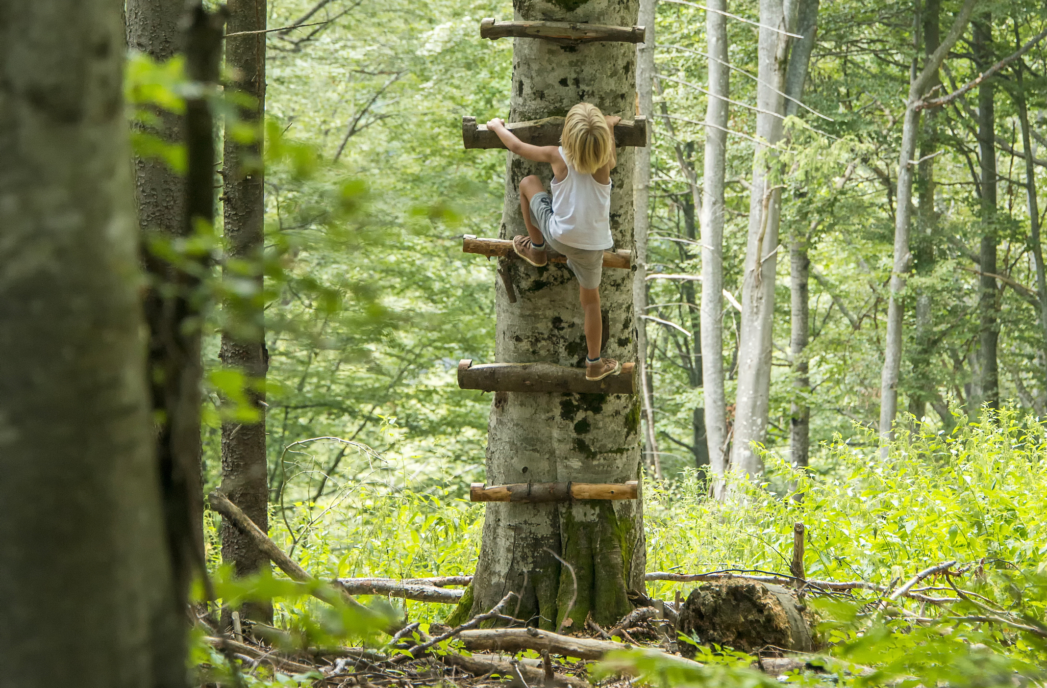 a little girl climbing a tree