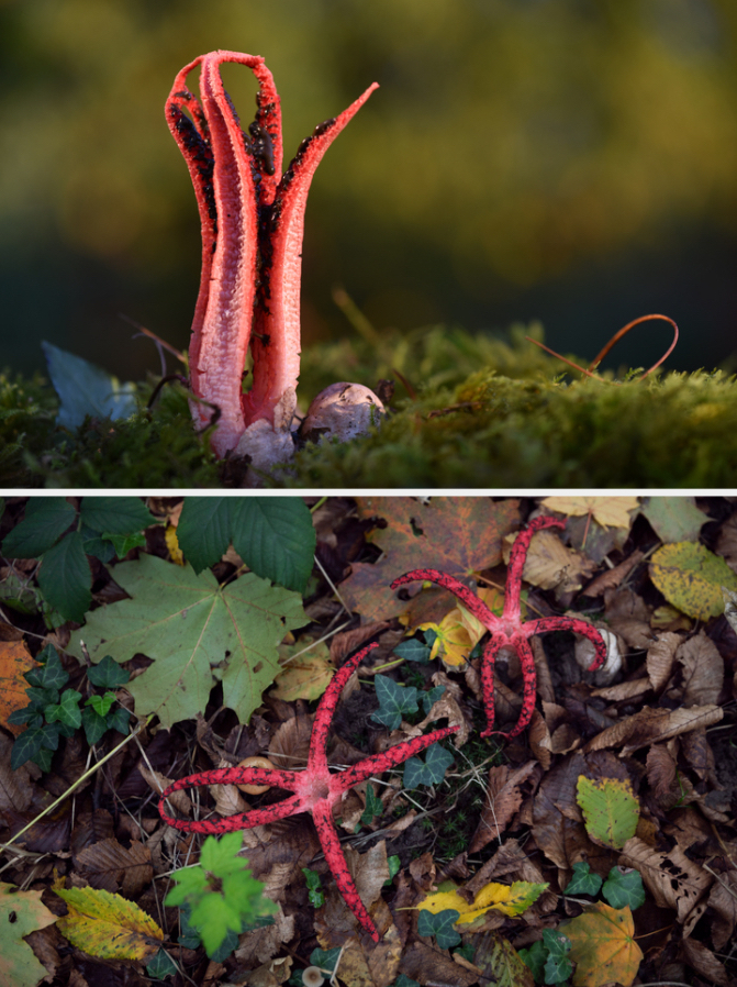 A vaguely tubular reddish mushroom with the &quot;petals&quot; turned open at the top, and another view where it looks a bit like a starfish